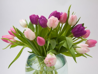 Bukiet kwiatów tulipanów